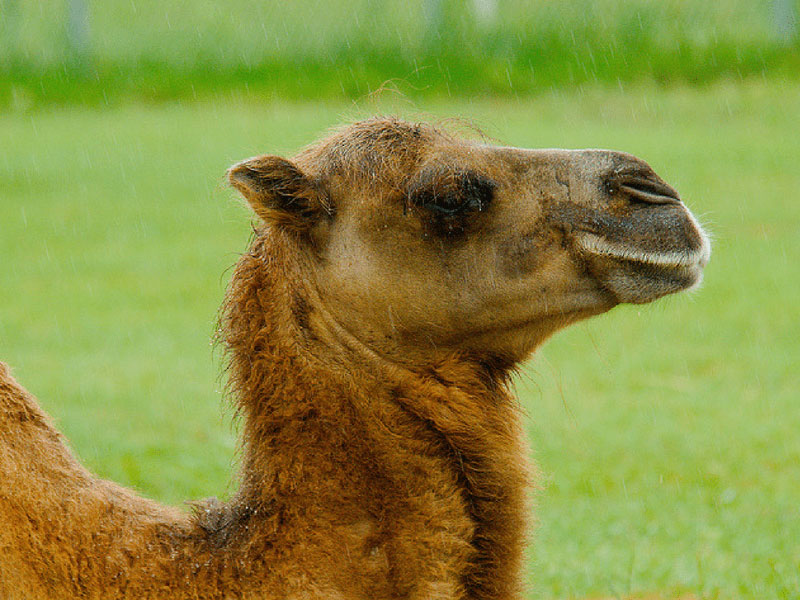 Bactrian Camel