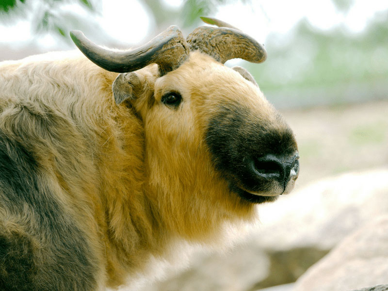 A Sichuan Takin