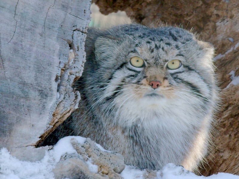 Pallas Cat