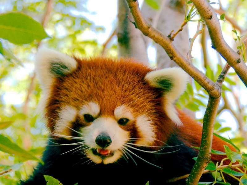 A Red Panda