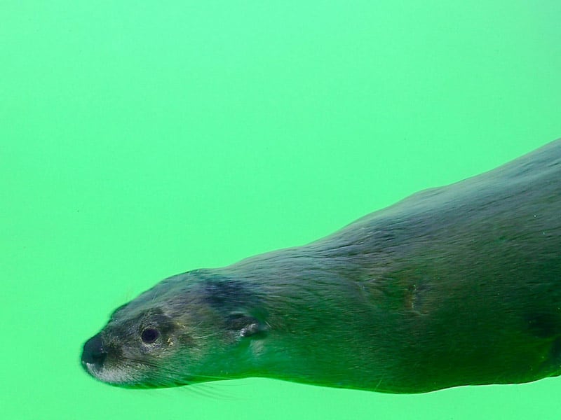 North American River Otter