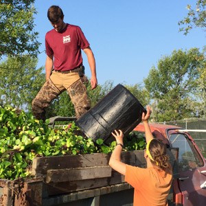 Shrubs and tree clippings being put in back of truck